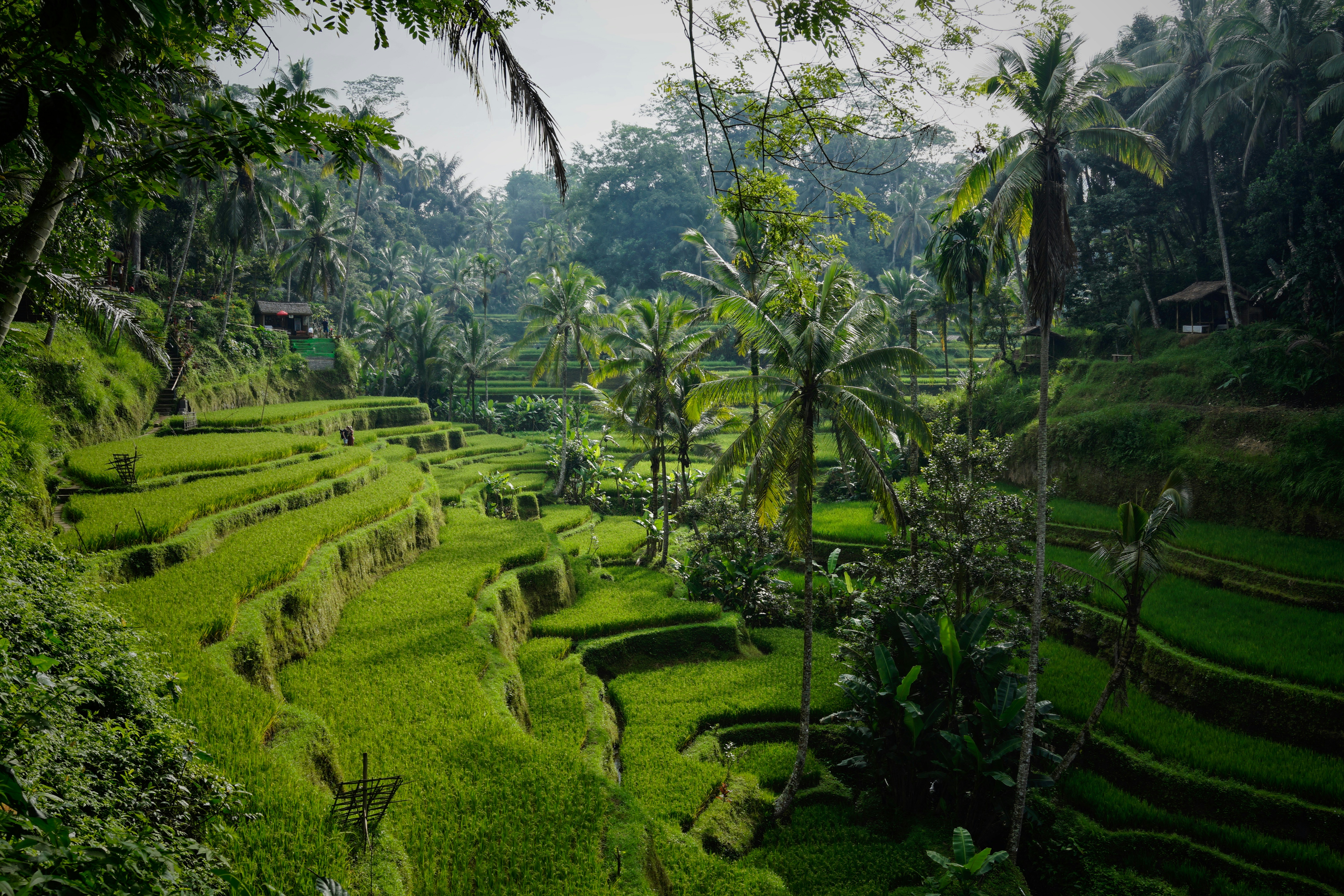 Reisterrassen Bali grün Natur
