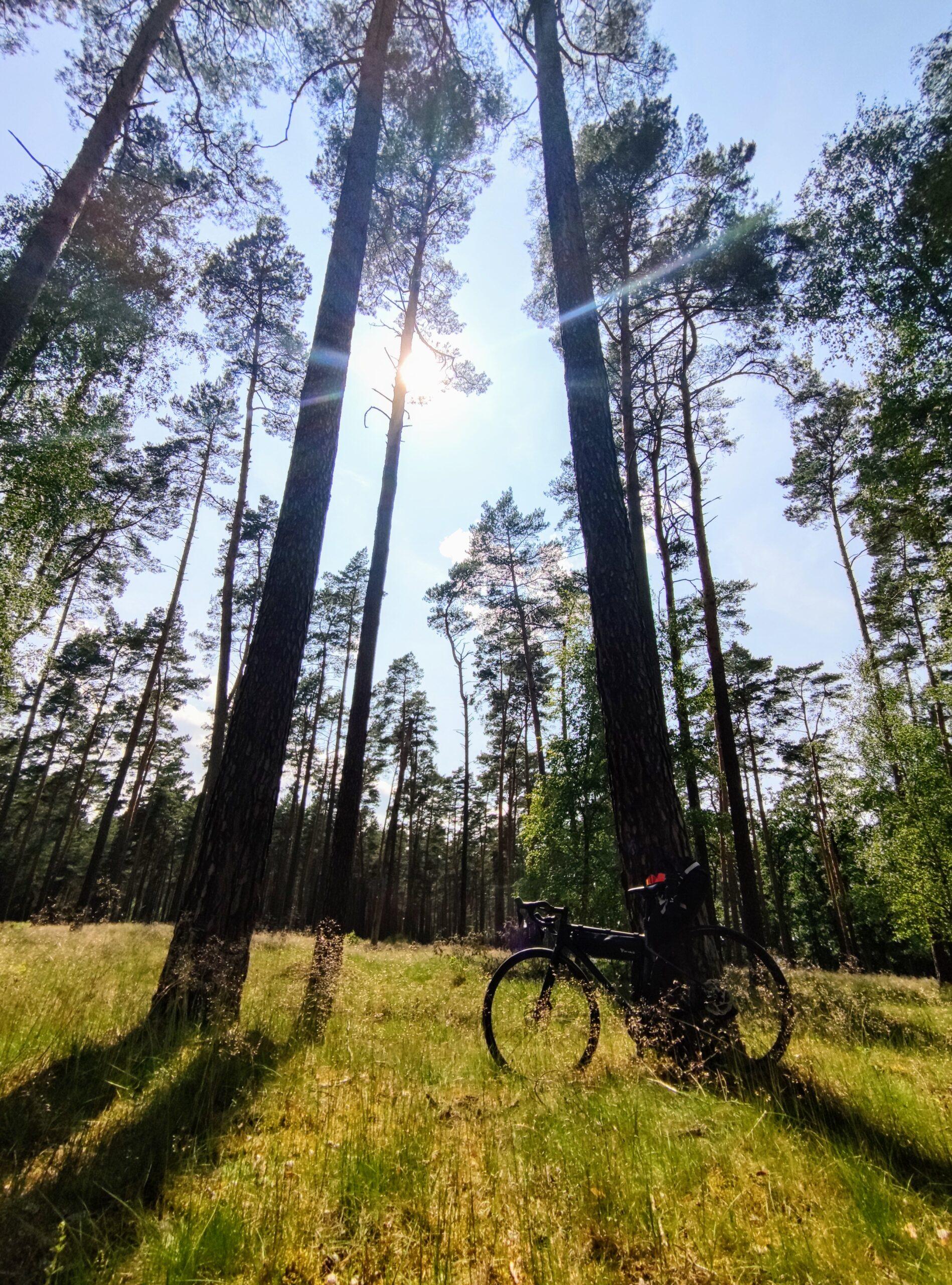 Rennrad im Brandenburger Wald